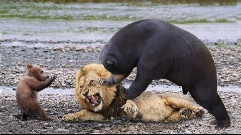 ours contre lion