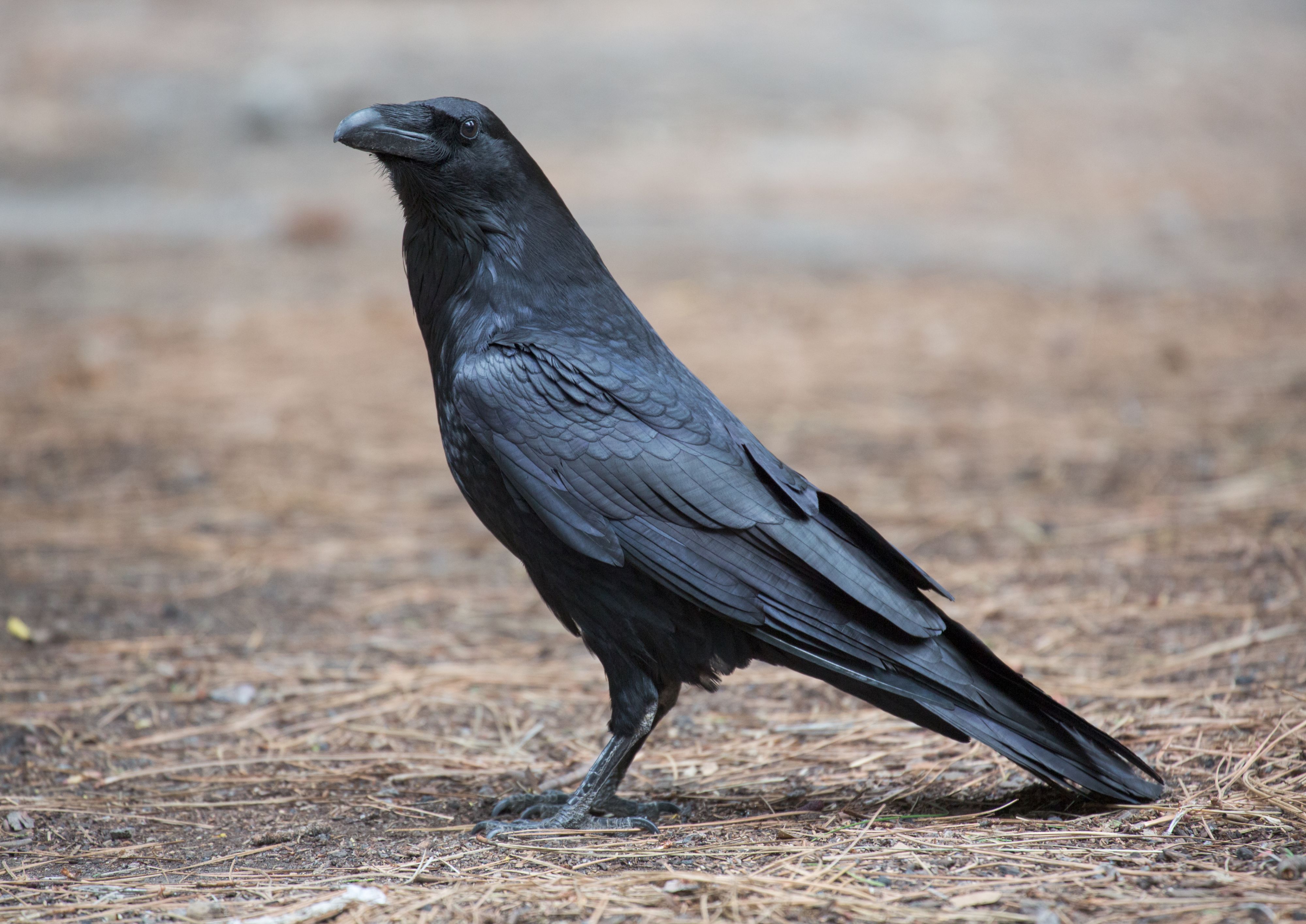 Corvus corax Common Raven Yosemite NP CA US Diliff 22222