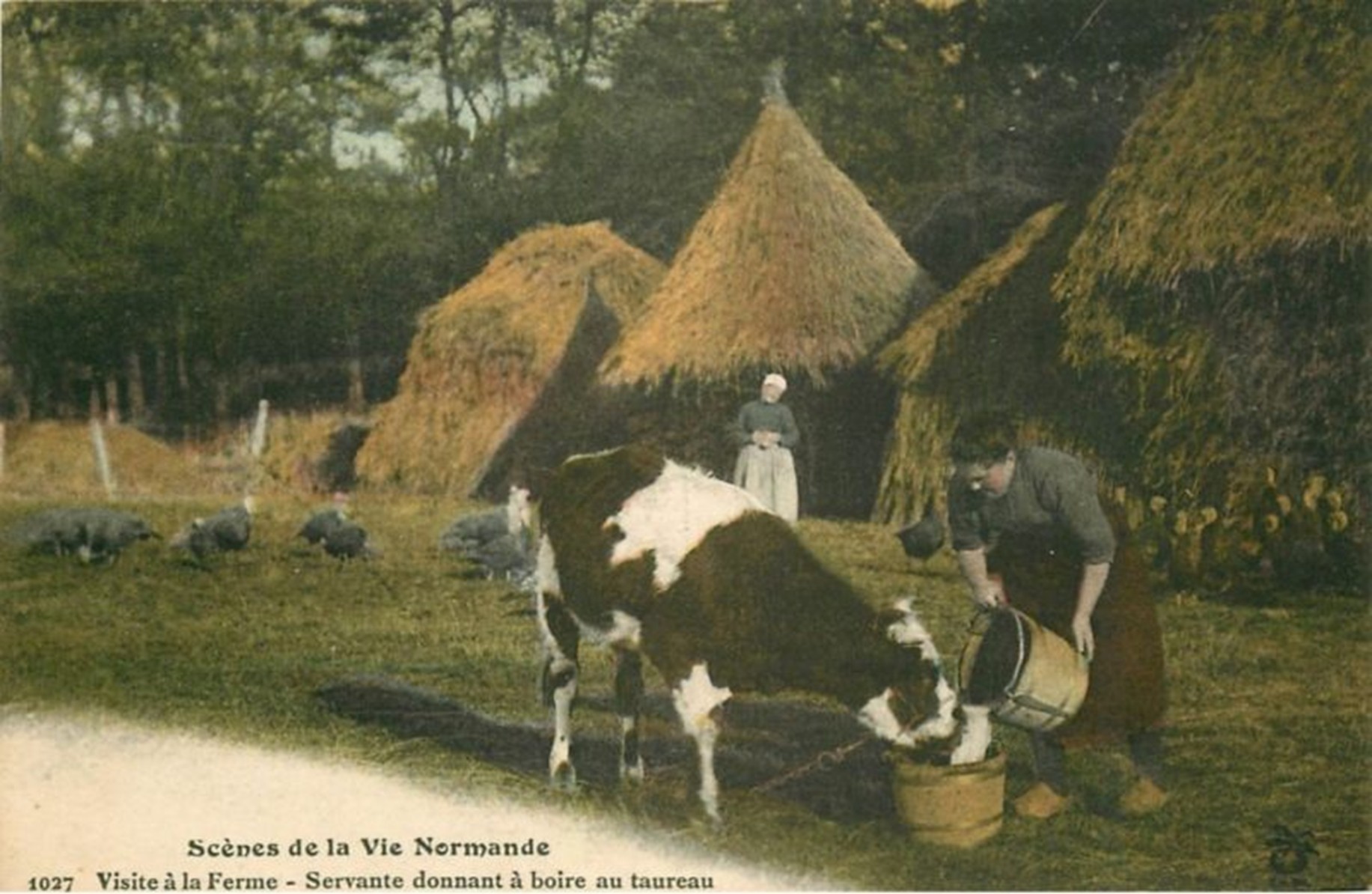nln1