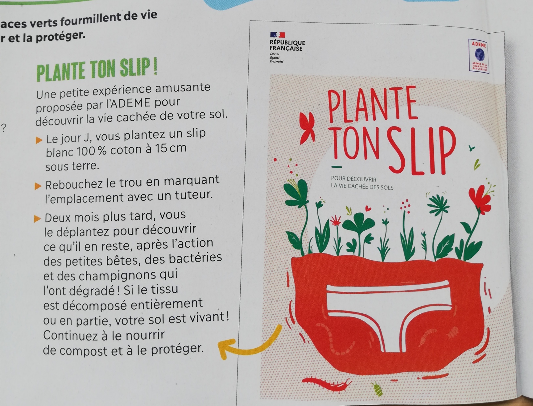 plante ton slip