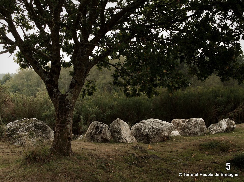 tp breizh chene Les Landes de Cojoux: