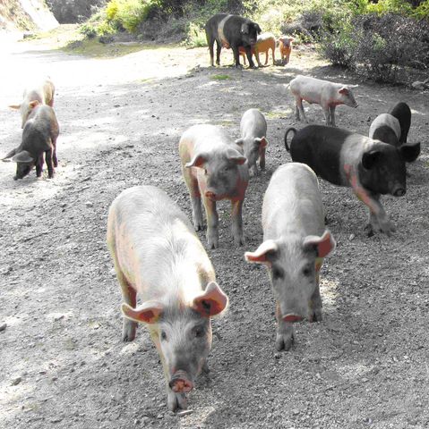 cochons_provence_640x480